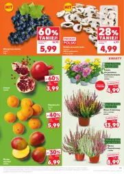 Gazetka promocyjna Kaufland - Gazetka tygodnia - Gazetka - ważna od 08.10 do 08.10.2025 - strona 19 - produkty: Piec, Mandarynki, Gra, Chryzantema, Granat, Winogrona, Wino, Mango