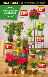 Gazetka promocyjna Biedronka - Od Poniedziałku - Gazetka - ważna od 30.11 do 30.11.2024 - strona 25 - produkty: Sok, Poinsecja, Róża, Szlumbergera, Chia, Wazon, Lion