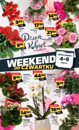 Gazetka promocyjna Netto - Oferta tygodnia - Gazetka - ważna od 06.03 do 06.03.2021 - strona 19 - produkty: Cyklamen, Róża, Kosz, Kalanchoe, Bukiet