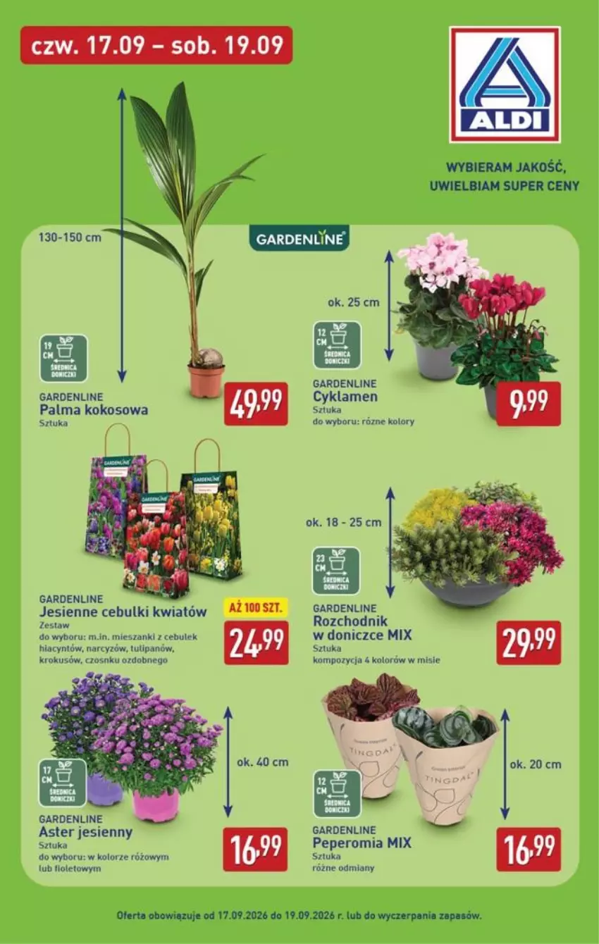 Gazetka promocyjna Aldi - Oferta weekendowa - ważna 17.09 do 19.09.2026 - strona 9 - produkty: Chodnik, Cyklamen, Hiacynt, Kokos, Krokus, Narcyz, Palma, Tulipan