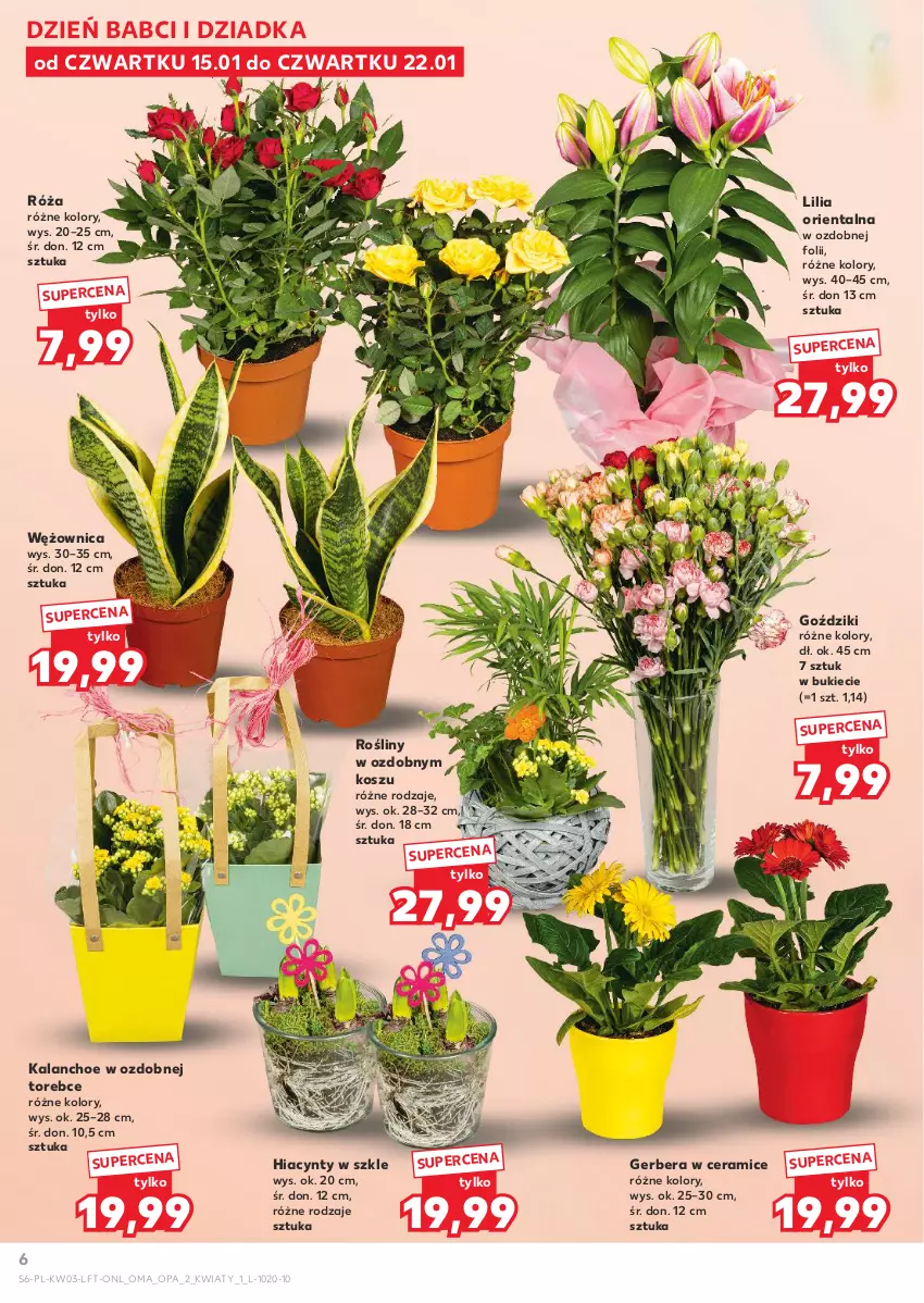 Gazetka promocyjna Kaufland - Gazetka tygodnia - ważna 15.01 do 21.01.2026 - strona 6 - produkty: Gerber, Hiacynt, Kalanchoe, Kosz, Róża