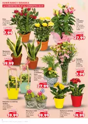 Gazetka promocyjna Kaufland - Gazetka tygodnia - Gazetka - ważna od 21.01 do 21.01.2026 - strona 6 - produkty: Hiacynt, Gerber, Róża, Kosz, Kalanchoe
