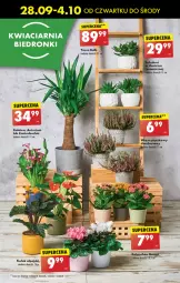 Gazetka promocyjna Biedronka - Od czwartku - Gazetka - ważna od 04.10 do 04.10.2023 - strona 25 - produkty: Chia, Wazon