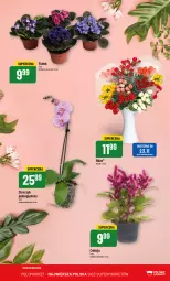 Gazetka promocyjna PoloMarket - Gazetka pomocyjna - Gazetka - ważna od 28.11 do 28.11.2023 - strona 68 - produkty: Wazon, Storczyk, Bukiet