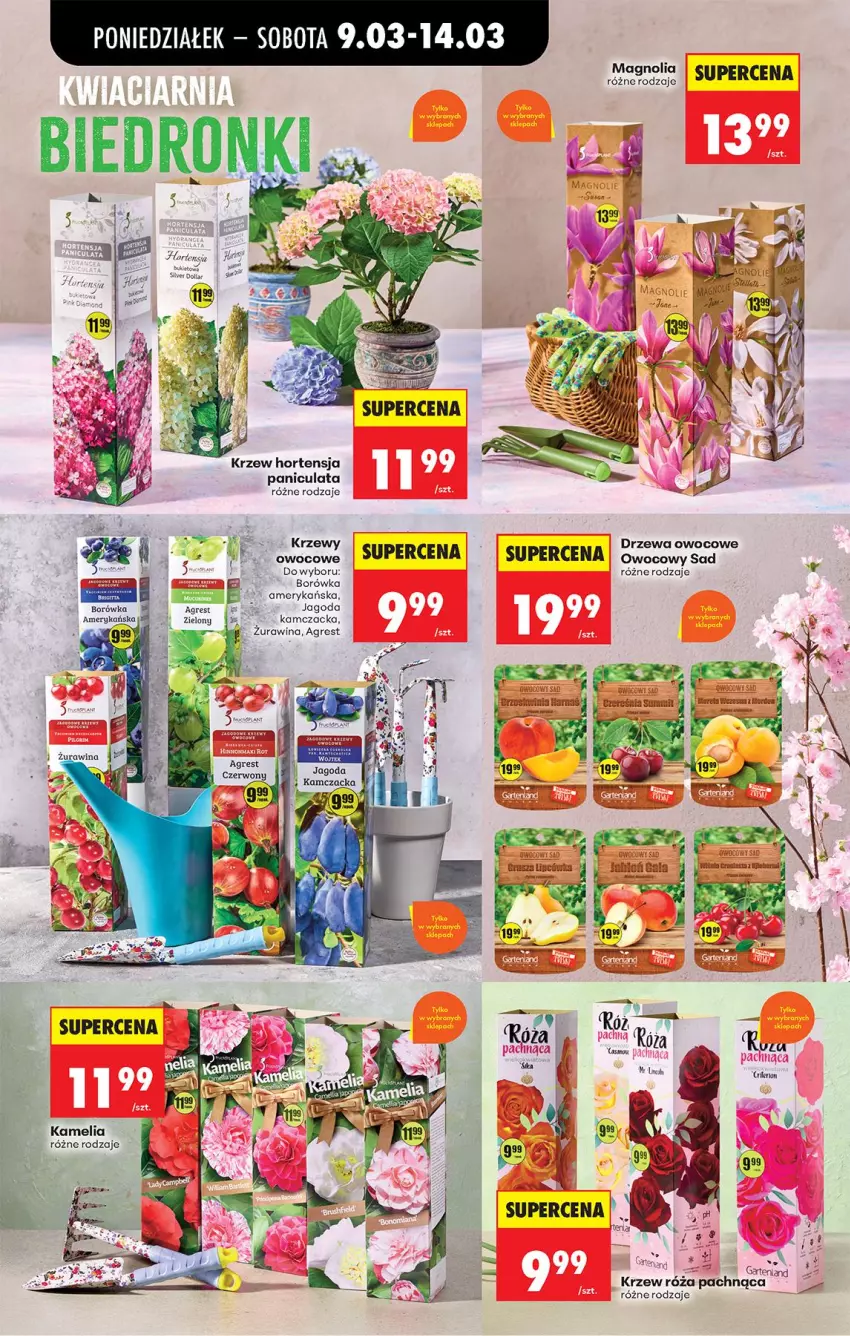 Gazetka promocyjna Biedronka - Od Poniedziałku - ważna 09.03 do 14.03.2026 - strona 76 - produkty: Borówka, Gres, Róża