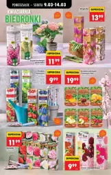 Gazetka promocyjna Biedronka - Od Poniedziałku - Gazetka - ważna od 14.03 do 14.03.2026 - strona 76 - produkty: Borówka, Róża, Gres