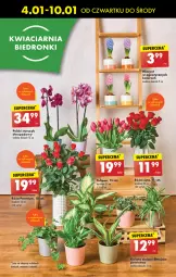 Gazetka promocyjna Biedronka - Od czwartku - Gazetka - ważna od 10.01 do 10.01.2024 - strona 63 - produkty: Sok, Hiacynt, Róża, Wazon, Storczyk