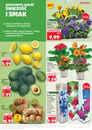 Gazetka promocyjna Kaufland - Gazetka tygodnia - Gazetka - ważna od 26.03 do 26.03.2025 - strona 17 - produkty: Borówka, Gerber, Róża, Cytryny, Kiwi, Kalanchoe, Danio