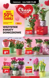 Gazetka promocyjna Biedronka - Gazetka - Gazetka - ważna od 16.02 do 16.02.2026 - strona 13 - produkty: Hiacynt, Cyklamen, Kalanchoe, Narcyz