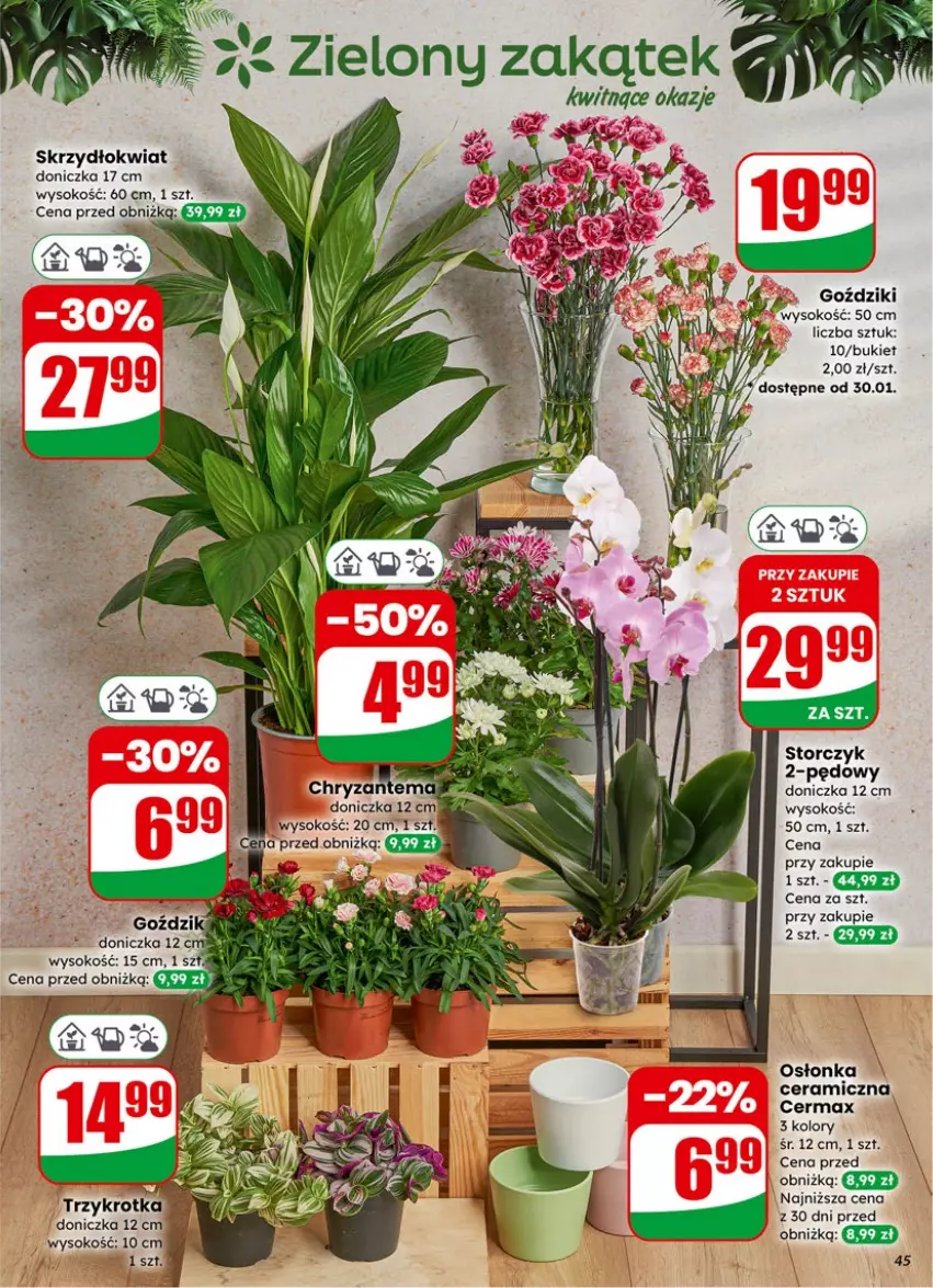Gazetka promocyjna Dino - Gazetka 05 / 2026 - ważna 27.01 do 03.02.2026 - strona 45 - produkty: Bukiet, Chryzantema, Osłonka, Sok, Storczyk