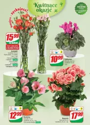 Gazetka promocyjna Dino - Gazetka - ważna od 06.08 do 06.08.2024 - strona 43 - produkty: Sok, Cyklamen, Bukiet
