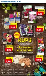 Gazetka promocyjna Lidl - GAZETKA - Gazetka - ważna od 23.02 do 23.02.2022 - strona 55 - produkty: Cebula, Sok, Por, Cień, O nas