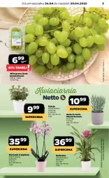 Gazetka promocyjna Netto - Artykuły spożywcze - Gazetka - ważna od 30.04 do 30.04.2023 - strona 5 - produkty: Kurkuma, Storczyk, Wino
