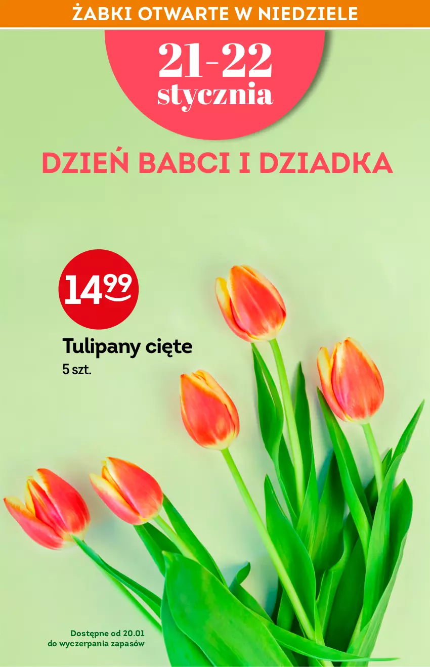 Gazetka promocyjna Żabka - ważna 27.01 do 01.02.2022 - strona 12 - produkty: Tulipan
