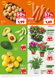 Gazetka promocyjna Kaufland - Mocny Start - Gazetka - ważna od 10.02 do 10.02.2026 - strona 17 - produkty: Róża, Cytryny, Ziemniaki, Mule, LG