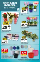 Gazetka promocyjna Auchan - 30 Lat Hipermarket - Gazetka - ważna od 21.01 do 21.01.2026 - strona 4 - produkty: Ryż, Hiacynt, Storczyk, Osłonka