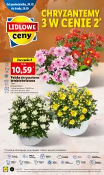Gazetka promocyjna Lidl - GAZETKA - Gazetka - ważna od 26.10 do 26.10.2022 - strona 4 - produkty: Sok, Por, Chryzantema, Cień, O nas