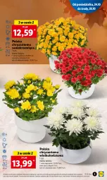 Gazetka promocyjna Lidl - GAZETKA - Gazetka - ważna od 26.10 do 26.10.2022 - strona 5 - produkty: Chryzantema
