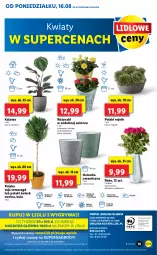 Gazetka promocyjna Lidl - GAZETKA - Gazetka - ważna od 18.08 do 18.08.2021 - strona 55 - produkty: Gry, Cień, O nas, Mola, Bukiet, Osłonka