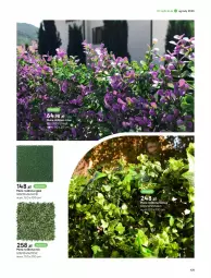 Gazetka promocyjna Castorama - Gazetka - ważna od 30.09 do 30.09.2023 - strona 121 - produkty: Laur, Mata dekoracyjna, Astor