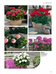 Gazetka promocyjna Castorama - Gazetka - ważna od 30.09 do 30.09.2023 - strona 173 - produkty: Rama, Ozdoba, Candy, Astor