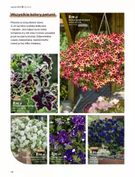 Gazetka promocyjna Castorama - Gazetka - ważna od 30.09 do 30.09.2023 - strona 174 - produkty: Por, Surf, Ozdoba