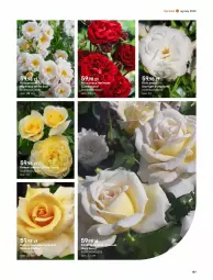 Gazetka promocyjna Castorama - Gazetka - ważna od 30.09 do 30.09.2023 - strona 187 - produkty: Róża, Bukiet