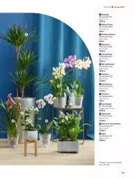 Gazetka promocyjna Castorama - Gazetka - ważna od 30.09 do 30.09.2023 - strona 193 - produkty: Tera, Palma, Storczyk, Fa