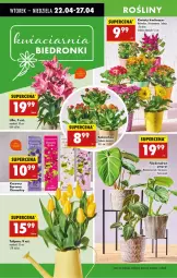 Gazetka promocyjna Biedronka - Od Wtorku - Gazetka - ważna od 26.04 do 26.04.2025 - strona 68 - produkty: Sok, Gerber, Tulipan, Chryzantema, Kalanchoe, Wazon