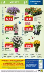 Gazetka promocyjna Lidl - Gazetka - ważna od 09.05 do 09.05.2025 - strona 58 - produkty: Piwo, Campanula, Por, Pietruszka, Ogórek, Cień, Portal, Bukiet, Fa