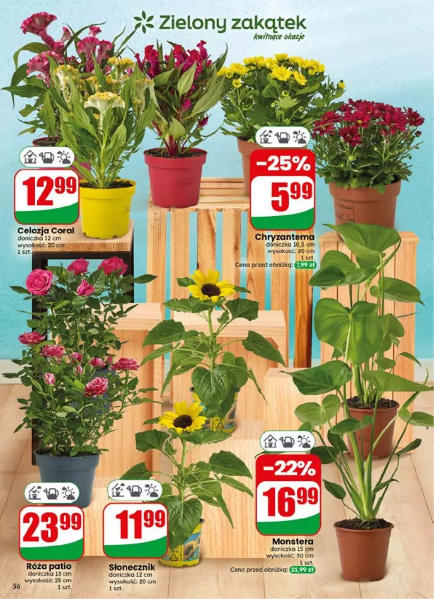 Gazetka promocyjna Dino - Gazetka 29 / 2026 - ważna 15.07 do 21.07.2026 - strona 56 - produkty: Róża, Sok, Tera