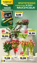 Gazetka promocyjna Lidl - GAZETKA - Gazetka - ważna od 14.10 do 14.10.2023 - strona 20 - produkty: Tulipan, Kalanchoe, Bukiet