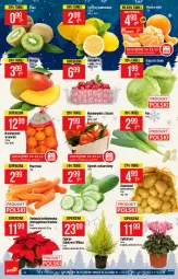 Gazetka promocyjna PoloMarket - Gazetka pomocyjna - Gazetka - ważna od 21.12 do 21.12.2021 - strona 10 - produkty: Mandarynki, Por, Ogórek, Gwiazda