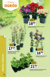 Gazetka promocyjna Auchan - Strefa Relaksu Hipermarket - Gazetka - ważna od 22.04 do 22.04.2026 - strona 12 - produkty: Ser, Hibiskus, Truskawki, Deser, Fa