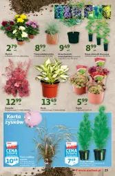 Gazetka promocyjna Auchan - Rysują się kolorowe sny Hipermarkety - Gazetka - ważna od 25.08 do 25.08.2021 - strona 23 - produkty: Ser, Cień, Deser, Wino