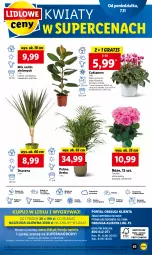 Gazetka promocyjna Lidl - GAZETKA - Gazetka - ważna od 09.11 do 09.11.2022 - strona 69 - produkty: Sok, Por, Gry, Gra, Cyklamen, Cień, O nas, Palma, , Mola, Bukiet