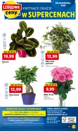 Gazetka promocyjna Lidl - GAZETKA - Gazetka - ważna od 21.09 do 21.09.2022 - strona 57 - produkty: Gry, Kawa, , Mola, Bukiet