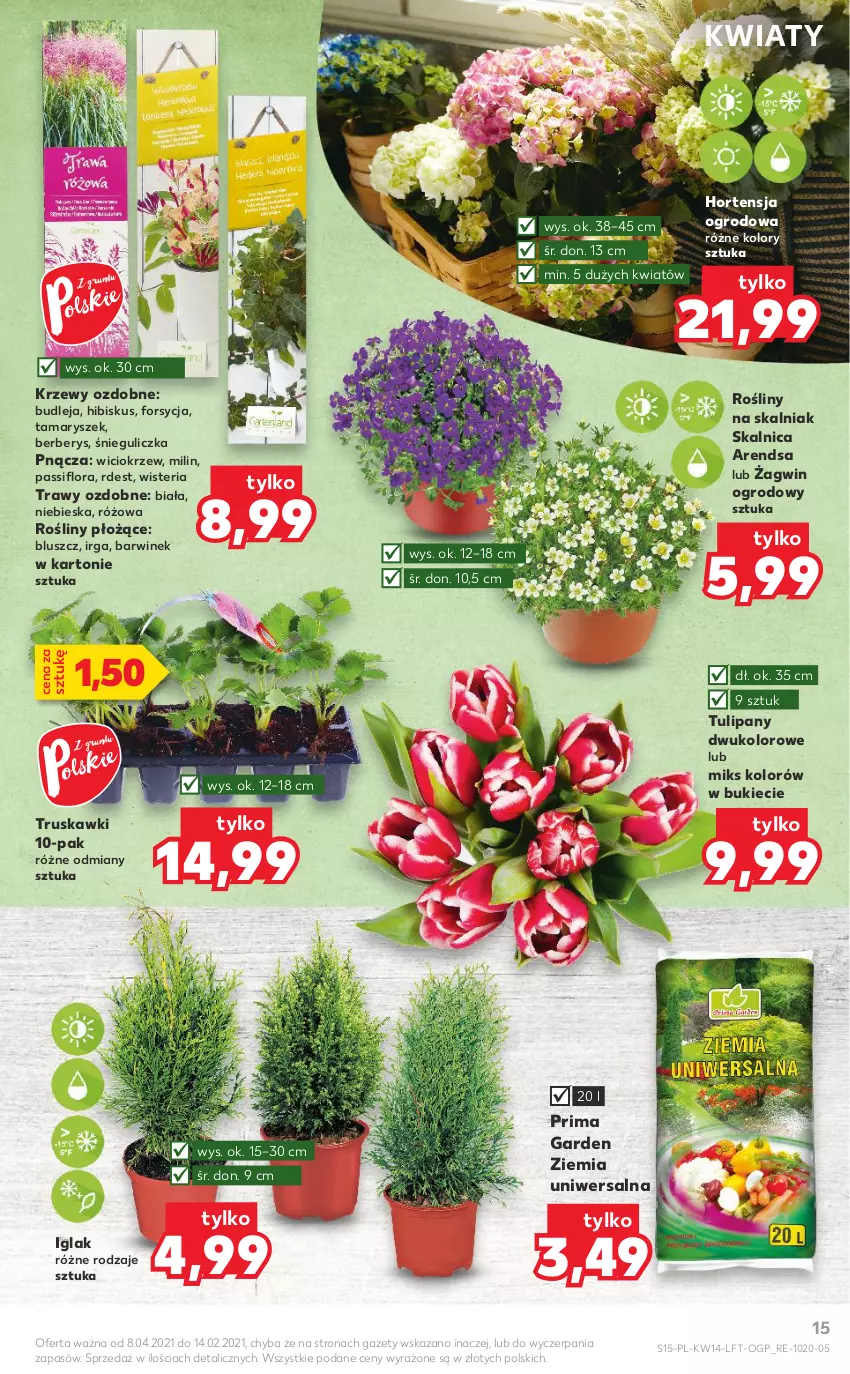 Gazetka promocyjna Kaufland - ważna 08.04 do 14.04.2021 - strona 15 - produkty: Flora, Hibiskus, Prima, Truskawki, Tulipan