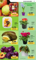 Gazetka promocyjna Netto - Gazetka spożywcza - Gazetka - ważna od 26.02 do 26.02.2022 - strona 7 - produkty: Sałatka, Hiacynt, Prymula, Sałat, Melon
