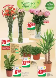 Gazetka promocyjna Dino - Gazetka - ważna od 04.06 do 04.06.2024 - strona 44 - produkty: Piwo, Sok, Bukiet