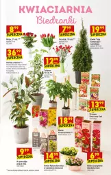 Gazetka promocyjna Biedronka - W tym tygodniu - Gazetka - ważna od 28.03 do 28.03.2021 - strona 63 - produkty: Sok, BIC, Tulipan, Clin, Kalanchoe, Tera, Wazon, Fa