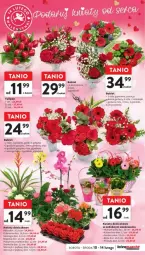 Gazetka promocyjna Intermarche - Gazetka - ważna od 14.02 do 14.02.2024 - strona 15 - produkty: Hiacynt, Gerber, Tulipan, Róża, Kalanchoe, Primula, Storczyk, Bromelia, Bukiet