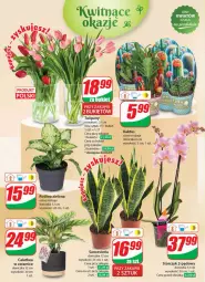 Gazetka promocyjna Dino - Gazetka 18 / 2024 - Gazetka - ważna od 07.05 do 07.05.2024 - strona 48 - produkty: Sok, Tulipan, Bukiet