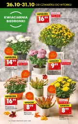 Gazetka promocyjna Biedronka - Od czwartku - Gazetka - ważna od 01.11 do 01.11.2023 - strona 16 - produkty: Chryzantema