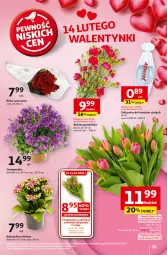 Gazetka promocyjna Auchan - z MAŁĄ CENKĄ dźwigniesz więcej! Hipermarket - Gazetka - ważna od 19.02 do 19.02.2025 - strona 37 - produkty: Campanula, Róża, Kalanchoe, Bukiet, Odżywka