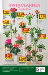 Gazetka promocyjna Biedronka - W tym tygodniu - Gazetka - ważna od 10.11 do 10.11.2021 - strona 56 - produkty: Sok, Gin, Gra, Tulipan, Róża, Wella