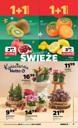 Gazetka promocyjna Netto - Od Poniedziałku - Gazetka - ważna od 29.11 do 29.11.2025 - strona 7 - produkty: Gra, Cyklamen, Poinsecja, Granat, Szlumbergera, Kaki, Kiwi, Siatka, Wagi