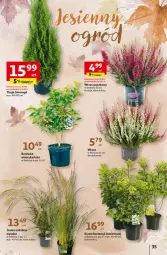 Gazetka promocyjna Auchan - Gazetka Rewelacyjnie małe CENY! Hipermarket Auchan - Gazetka - ważna od 13.09 do 13.09.2023 - strona 35 - produkty: Sok, Mop, Borówka, Bukiet