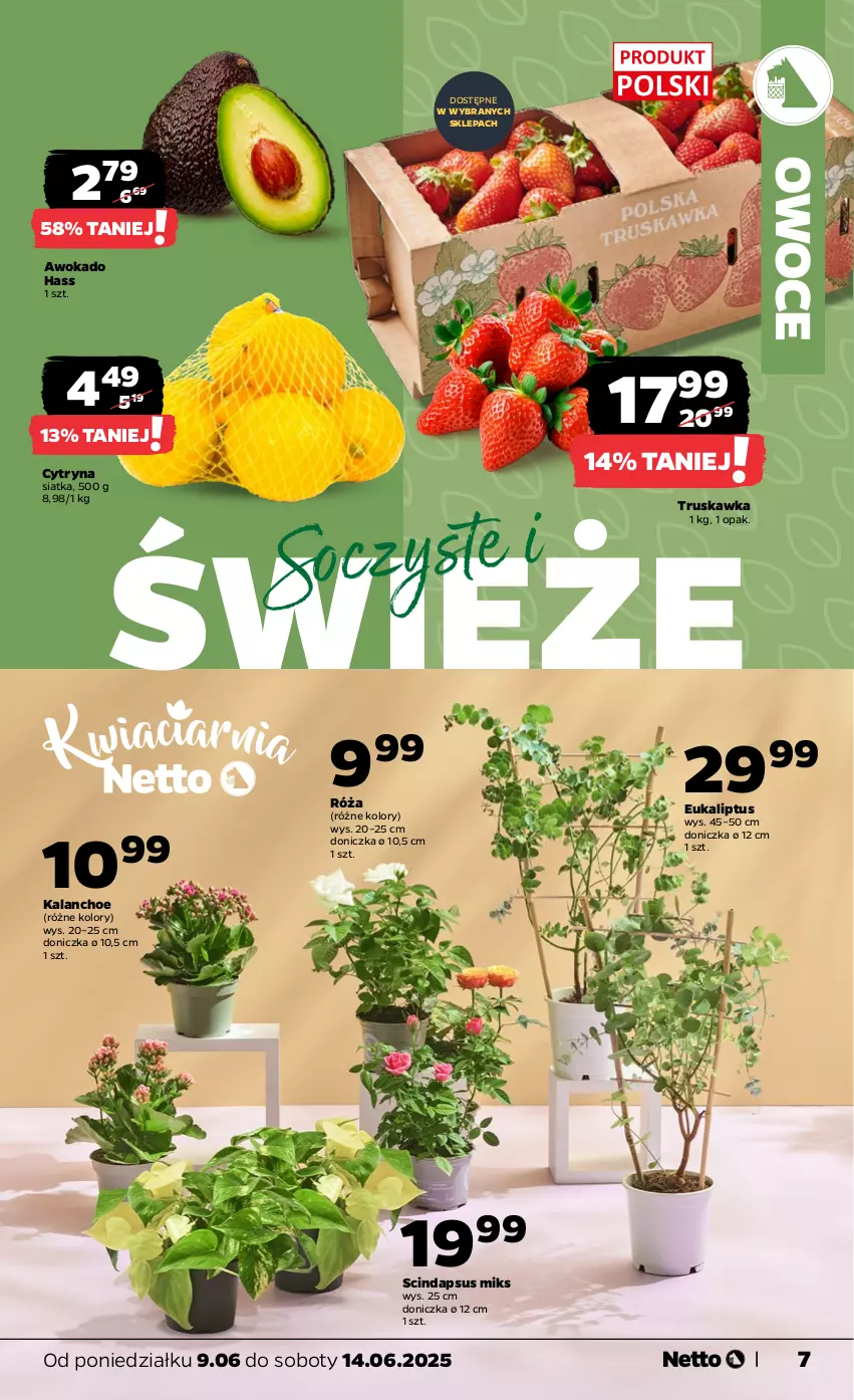 Gazetka promocyjna Netto - Od Poniedziałku - ważna 09.06 do 14.06.2025 - strona 7 - produkty: Kalanchoe, Owoce, Róża, Siatka
