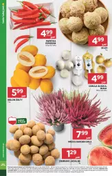 Gazetka promocyjna Stokrotka - Supermarket - Gazetka - ważna od 03.09 do 03.09.2025 - strona 8 - produkty: Cebula, Warzywa, Papryka, Ziemniaki, Owoce, Melon, Mięso